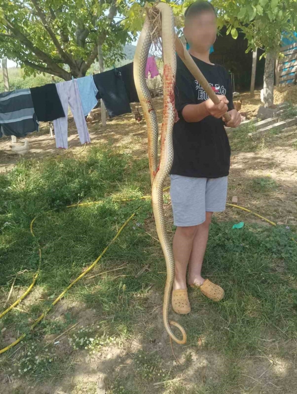 Bursa’da 2 metrelik dev yılan korkuttu